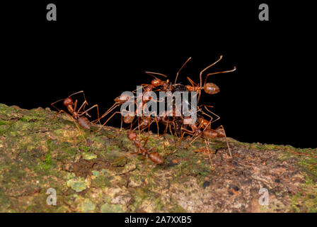 Ameisen tragen Kill, Garo Hills, Meghalaya, Indien Stockfoto