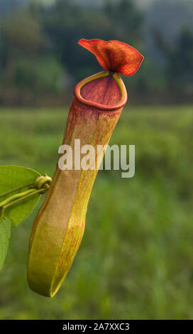 Nepenthes khasiana ist eine vom Aussterben bedrohte tropische Kannenpflanze der Gattung Nepenthes. Es ist die einzige nepenthes Art, die in Indien beheimatet ist Stockfoto