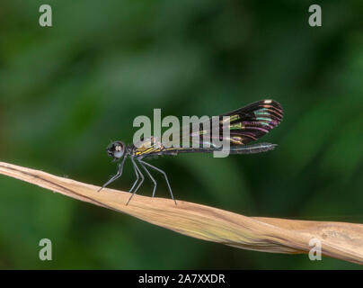 Aristocypha Quadrimaculata, Damselfy, Garo Hills, Meghalaya, Indien Stockfoto