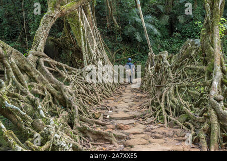 Brücke aus lebenden Wurzeln, Meghalaya, Indien Stockfoto