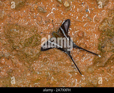 Weiß, Dragontail Lamproptera curius, Schmetterling, Garo Hills, Meghalaya Stockfoto