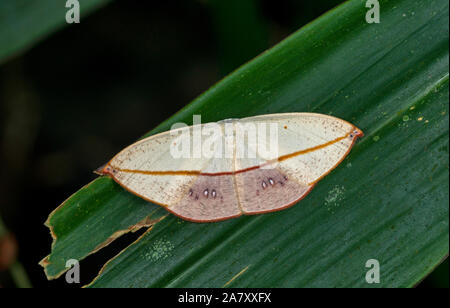 Auzeinae, Familie Uraniidae, Motten, Garo Hills, Meghalaya, Indien Stockfoto