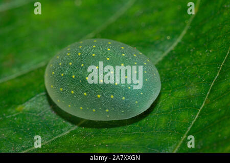 Limacodid Slug Caterpillar, Thane, Maharashtra, Indien Stockfoto