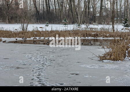 Verschiedene Enten auf der Oberfläche eines gefrorenen Sees im Winter, Sofia, Bulgarien Stockfoto