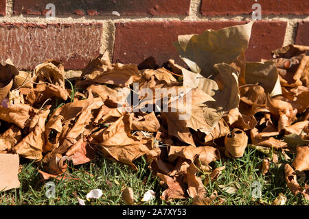 Gefallenen getrocknete braune Blätter von der Platanen liegt auf dem grünen Rasen im Spätsommer Beginn der kühleren Herbst Herbst Jahreszeit einläutet. Stockfoto