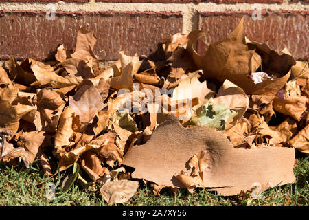 Gefallenen getrocknete braune Blätter von der Platanen liegt auf dem grünen Rasen im Spätsommer Beginn der kühleren Herbst Herbst Jahreszeit einläutet. Stockfoto