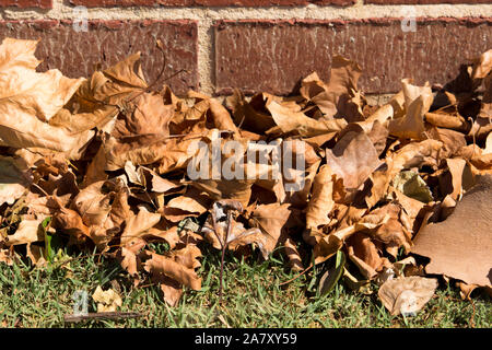 Gefallenen getrocknete braune Blätter von der Platanen liegt auf dem grünen Rasen im Spätsommer Beginn der kühleren Herbst Herbst Jahreszeit einläutet. Stockfoto