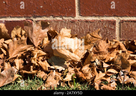 Gefallenen getrocknete braune Blätter von der Platanen liegt auf dem grünen Rasen im Spätsommer Beginn der kühleren Herbst Herbst Jahreszeit einläutet. Stockfoto