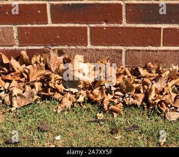 Gefallenen getrocknete braune Blätter von der Platanen liegt auf dem grünen Rasen im Spätsommer Beginn der kühleren Herbst Herbst Jahreszeit einläutet. Stockfoto