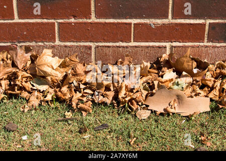 Gefallenen getrocknete braune Blätter von der Platanen liegt auf dem grünen Rasen im Spätsommer Beginn der kühleren Herbst Herbst Jahreszeit einläutet. Stockfoto