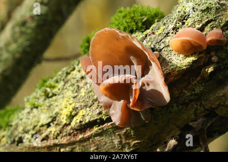 Der Jude Ohr, (Schwarz) Holz Ohr, Ohr, Pilz, Auricularia judae Aurikel -, wächst an einem Baum in Großbritannien. Stockfoto