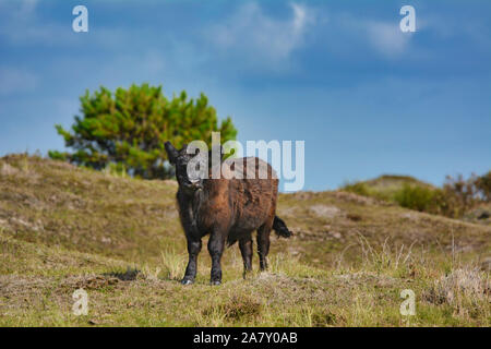 Dunkelbraun Galloway Rinder stehen in den Nationalpark De Muy in den Niederlanden auf der Insel Texel. Stockfoto