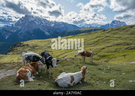 Gruppe von schönen Kühe in den Farben schwarz und braun, ruhen auf dem italienischen Dolomiten, von Bergen umgeben Stockfoto