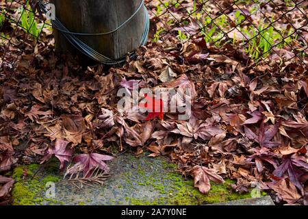 Gefallenen getrocknete rote und braune Blätter von einem ahornbaum auf dem Boden liegt und der Rasen im Spätsommer Beginn der kühleren Herbst Herbst Jahreszeit einläutet. Stockfoto