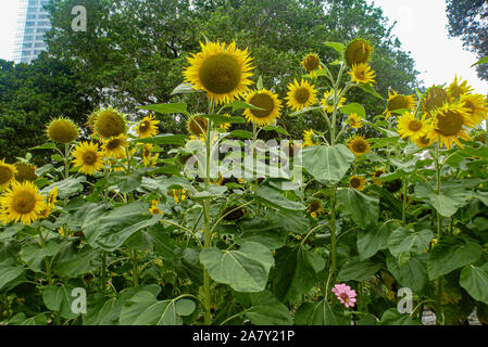 Sonnenblumen wachsen in einer Stadt Umgebung Stockfoto