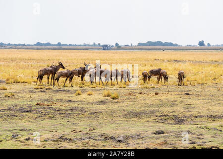 Gemeinsame Wasserbüffeln oder Sassaby (Damaliscus lunatus lunatus) Stockfoto