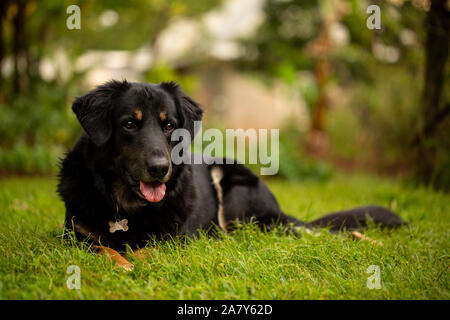 Ein Schäferhund/retriever Mix heraus hängen im Hof. Stockfoto