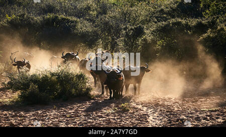 Gruppe Afrikanischer Büffel (Syncerus Caffer), im Gegenlicht in Namibia fotografiert. Stockfoto
