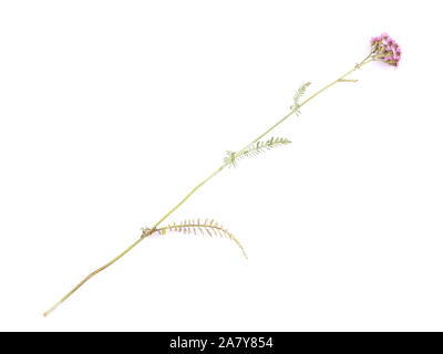 Rosa schafgarbe Blumen auf weißem Hintergrund Stockfoto