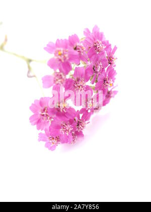 Rosa schafgarbe Blumen auf weißem Hintergrund Stockfoto