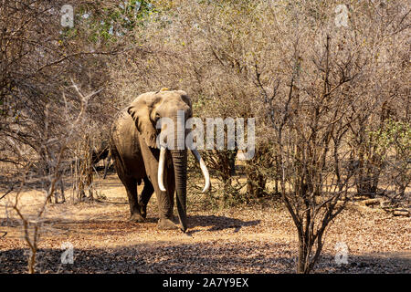 Afrikanische Elefanten erwachsenen männlichen Mana Pools Simbabwe Stockfoto