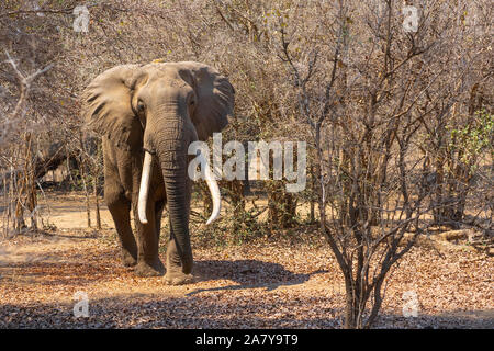 Afrikanische Elefanten erwachsenen männlichen Mana Pools Simbabwe Stockfoto