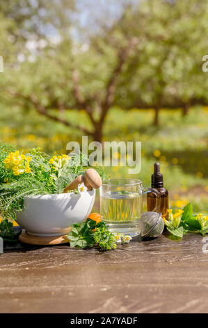 Anordnung verschiedener wilder pflanzlicher Heilpflanzen, die auf Holztisch gesammelt wurden (Alchemilla vulgaris, gewöhnlicher Frauenmantel, Primula veris, Yarrow, Comm Stockfoto