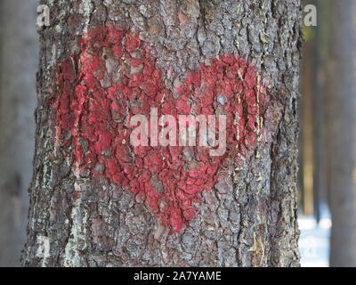 Herzen von auf einen Baum gemalt Stockfoto
