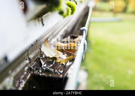 Regenrinnenreinigungskonzept, viel Herbstblätter in Metallrinne. Stockfoto