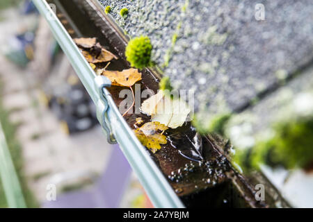 Regenrinnenreinigungskonzept, viel Herbstblätter in Metallrinne. Stockfoto