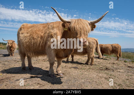 Hochlandrinder Stockfoto