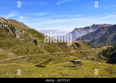 Panorama von den Cottischen Alpen im Piemont (Norditalien) mit Kühen auf der Weide im Spätsommer, Castelmagno produzieren, Grana Tal, Cuneo, Piemont, Italien Stockfoto