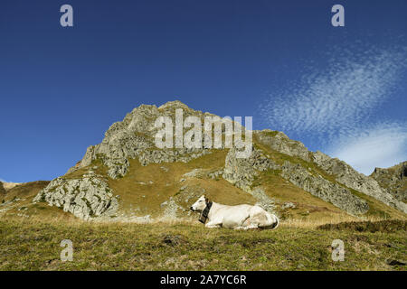 Eine Kuh auf der Weide der Cottischen Alpen ruht neben Colle Fauniera Mountain Pass im Spätsommer, Castelmagno produzieren, Grana Tal, Cuneo, Piemont, Italien Stockfoto