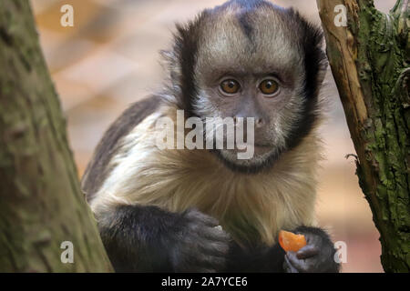 Junge männliche Yellow-Breasted Kapuziner, Clint (Sapajus xanthosternos) Stockfoto