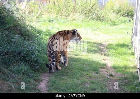 Weibliche Sibirische Tiger, Sayan (Panthera tigris Altaica) Stockfoto