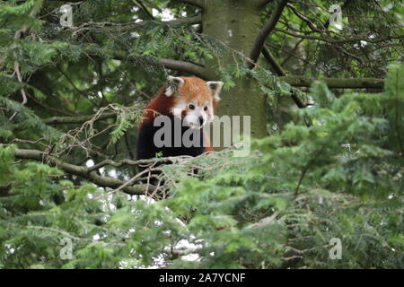 Männlich Roten Panda, Gawa (Ailurus fulgens) Stockfoto