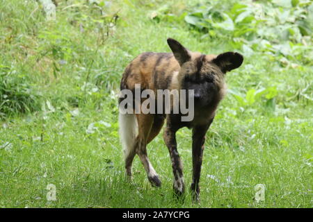 Männliche, Ochi Afrikanischer Wildhund (Lycaon pictus) Stockfoto