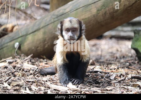 Junge männliche Yellow-Breasted Kapuziner, Clint (Sapajus xanthosternos) Stockfoto