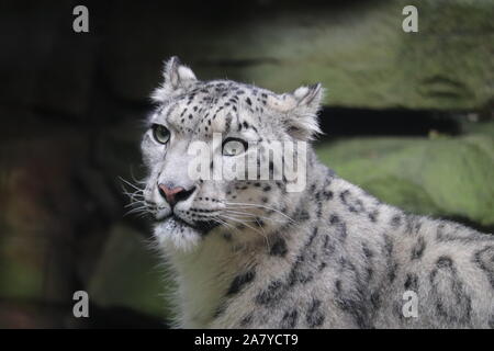 Weibliche Snow Leopard, Taiga (Panthera uncia) Stockfoto