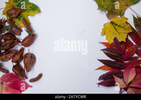 Buntes Herbstlaub auf Hellgelben Hintergrund, leere Vorlage, fallen, Blätter, Tannenzapfen und Baum pods, Herbst Hintergrund Stockfoto