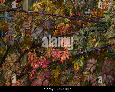 Blätter des Maulbeerbaumes oder Rubus fruticosus gesehen Ändern der Farbe im Herbst in London, England, UK. Stockfoto