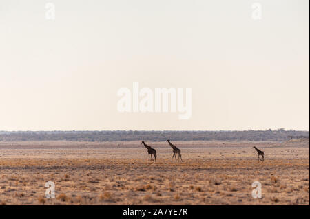 Wide Angle Shot von zwei angolanischen Giraffen - Giraffa giraffa angolensis - illustriert die große Offenheit der Ebenen von Etosha National Park, Namibia. Stockfoto