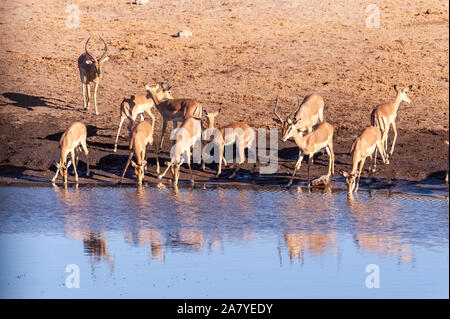 Eine Gruppe von Impalas - Aepyceros melampus - trinken aus einem Wasserloch im Etosha National Park, Namibia. Stockfoto