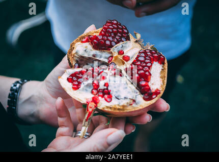 Reifer Granatapfel in der Hand. In der Nähe Bild von einem Granatapfel eröffnet. Stockfoto