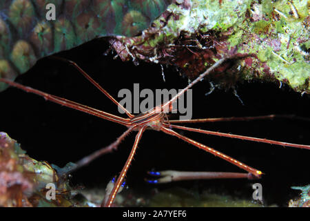 Yellowline Stenorhynchus seticornis Crab (Pfeil) unter Wasser im Meer der Karibik Bonaire Stockfoto