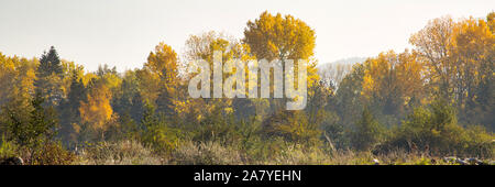 Nebliger Herbst panorama Hintergrund mit bunten grüne und gelbe Bäume Stockfoto