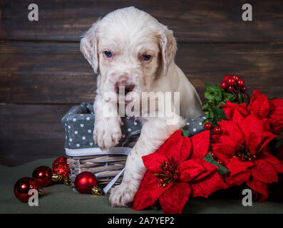 English Setter Welpen mit Weihnachtsstern rot Blumen. Stockfoto