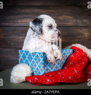 English Setter Welpen mit Santa Claus hat. Stockfoto