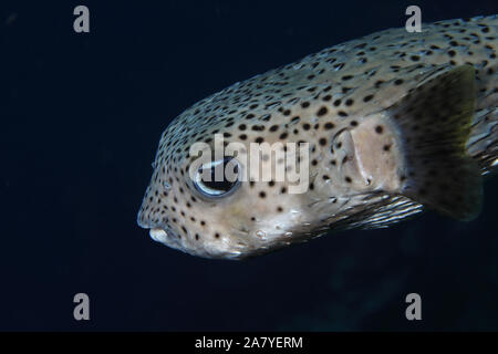 Schwarz gefleckt porcupinefish (Diodon hystrix) in den karibischen Gewässern von Bonaire Stockfoto