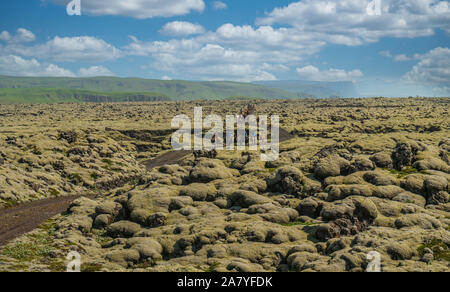 Islandpferde auf einem Lavafeld, mit Gras bewachsene Stockfoto